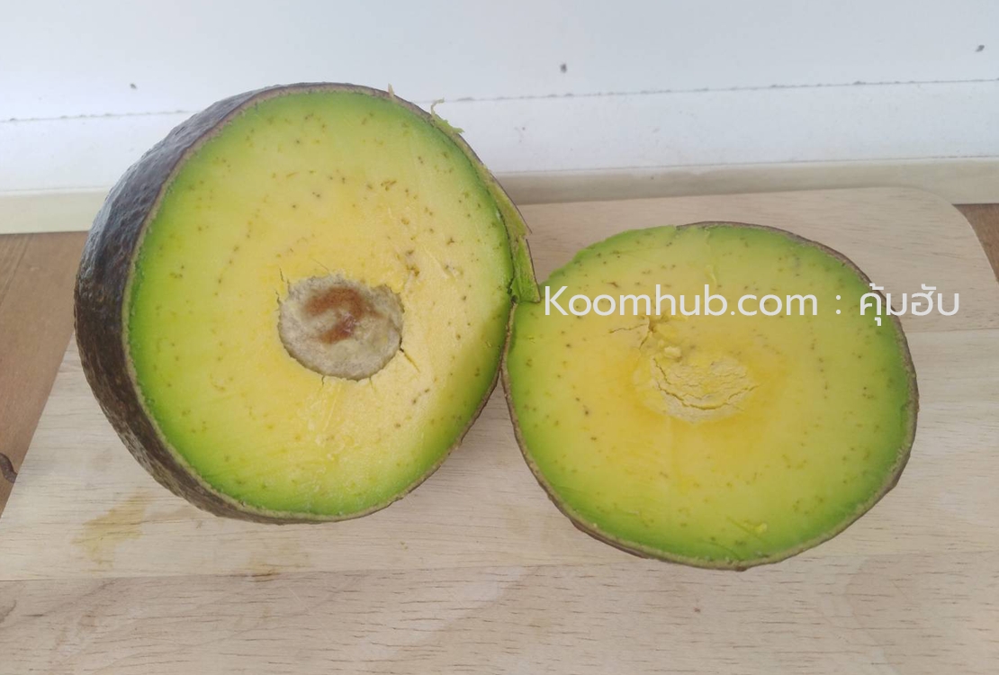 อะโวคาโด้ (Avocado) สดจากสวน ปากช่อง เขาใหญ่ - 3 กิโลกรัม