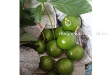 อะโวคาโด้ (Avocado) สดจากสวน ปากช่อง เขาใหญ่ - 3 กิโลกรัม